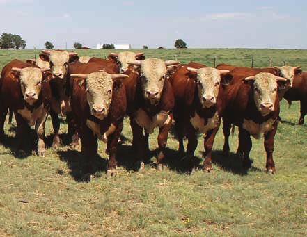 Texas Hereford