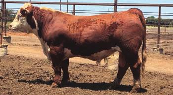 19 BMI $23 / CEZ $16 / BII $20 / CHB $29 This is another exciting 2-year-old horned bull out of Great Divide and out of the full sister to SHF Wonder.