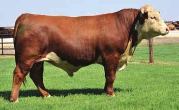 01 BMI $16 / CEZ $13 / BII $15 / CHB $21 Consigned by MANN CATTLE CO.