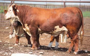 02 BMI $15 / CEZ $13 / BII $11 / CHB $28 6018 is cool fronted, big boned, and big topped. He is very sound and really puts it all together. He will work on any kind of cow.