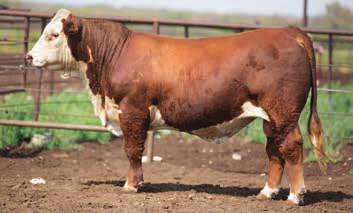 01 BMI $13 / CEZ $10 / BII $9 / CHB $31 This red necked bull is one of a kind. He is very complete. Great on the move, shows he has the performance, and definitely has the pedigree.