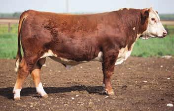 He has a lot of rib and shape and carries it well on the move. He is in the top 10% of the breed in WW and YW. Consigned by RAFTER J CATTLE CO.