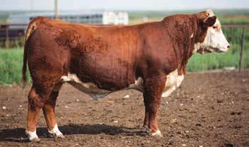 03 BMI $18 / CEZ $15 / BII $13 / CHB $33 6049 s pedigree is packed with great cattle on both sides. He has the depth and dimension to work on any commercial or registered herd.