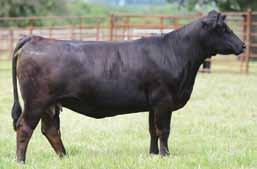 The bull calf at her side 428C is another solid bull calf sired by OBCC West Point S12A.