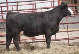 Company Here s another of our T18 females that s going to be a top made cow. Moderate in her type, easy keeping with a nice profile. Lots of cow family and top genetics here!