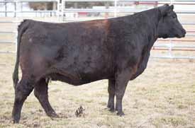 her pedigree and offer nice EPD profile with 15 and 151! M 15 -.6 59 94.22 9 29 58 15.7 25.4 -.24.58 -.007.