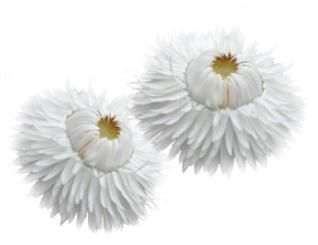 Piece of White Helichrysum