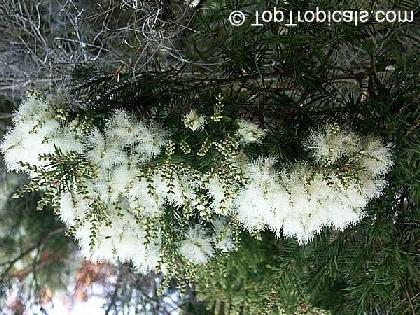LOCAL NAMES English (tea tree oil,narrow-leaved paperbark) BOTANIC DESCRIPTION Melaleuca alternifolia is a shrub, up to 7 m tall, with