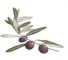 BONDERM 3 OLIVE Notwithstanding the fact that modern chemistry continues to develop new raw materials for the cosmetic market, vegetal oils still maintain their important role in the formulation of