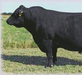 50 +36.16-6.66 +104.41 Dam s production record: BR 6@95, WR 6@102 and YR 4@103. Pasture exposed to J Bar Ten X J423 from 1/24/17 to 4/01/17. Lot 35 Bred Heifers +32 +.75 +.22 +.
