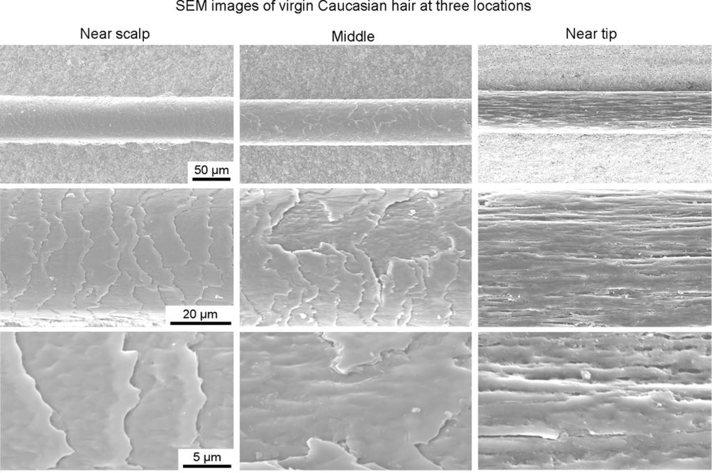 6 1 Introduction Human Hair, Skin, and Hair Care Products Fig. 1.3 SEM images of virgin Caucasian hair at three locations (Wei et al., 2005) away, the conditioner may fill that damaged edge.