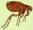 4.1 Fleas Cat Flea Infestation is usually with dog, cat or bird fleas, which will bite humans in the absence of the preferred host.