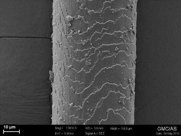 Scanning electron photomicrographs of virgin Asian hair: a) without any treatment; b) exposed to dust without any pre-treatment; c) exposed to dust after normal shampoo