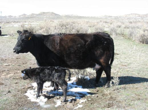 Grand dam of this bull has 7 calves with an average birth weight of 77 pounds.