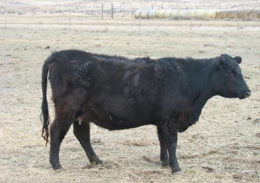 First calf heifer 210 J MC 3720 OF 9152 Calved: 04/01/14 Tattoo: 4210 Dam: J MC SWEET SARAH 2137 J MC SWEET SARAH 2137 +7 80 103 +1.0 +33 +22 +61 $7.62 ***calving ease.