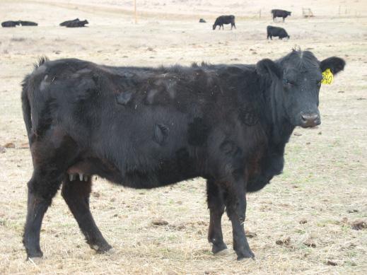 Any yearling Angus animal s are interim since they obviously have no offspring yet.