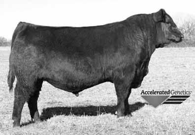 SCC Sitz Alliance 6595 leasant ill of Conanga Mogck Mary C 1757 Marcys 95 734 6 Mogck Mary C 1234 The $192,000 South akota sale topper selling to Hoover Angus, KS Angus and Accelerated Genetics