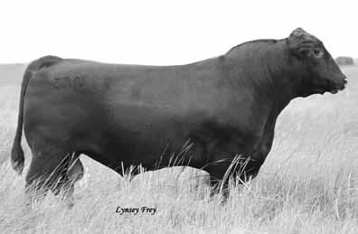 Roth ividend 1039 TC ividend 963 Roth ride 9210 F A R rincess 174H Krugerrand of onamere 4 F A R rincess 99F FAR X Factor 128Z was selected out of our 2012 calf crop by Vermilion X Factor as a
