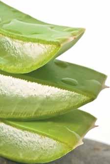 With the primary ingredient of pure stabilized Aloe Vera gel, taken directly from the center of the leaf, each product offers a range of nutrients with a pureness that