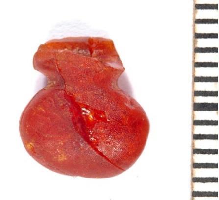 267 Fig. 7.26. Berloque-shaped amber bead from Hove, found in the area linking the large longhouse 17 with the small house 59.