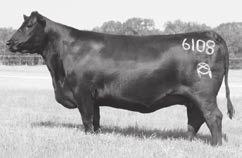 2017 TENNESSEE ANGUS AGRIBITION SILVEIRAS STYLE 9303 - Sire of Lot 43.