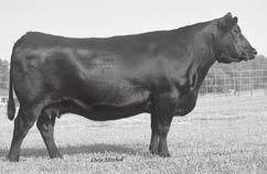 21 CE BW WW YW MI YH SC OC HP CEM MILK MW MH CW FAT TEN 31 31 82 76 12 13 80 84 44 6 48 63 32 87 83 73 17 37 Owned by Lakeside Angus, Johnson City, TN.