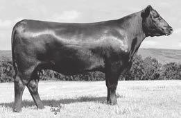 #SAV Brilliance 8077 #+SAV Bismarck 5682 [RF] I+.44 Birth weight: 68 lbs. I+.71 1A Hodges Lady 1618 Birth ate: 11-10-2016 Cow Reg.No.Pdg.