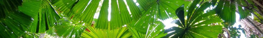 derived from Brazilian Rainforest palm triacylglycerols.