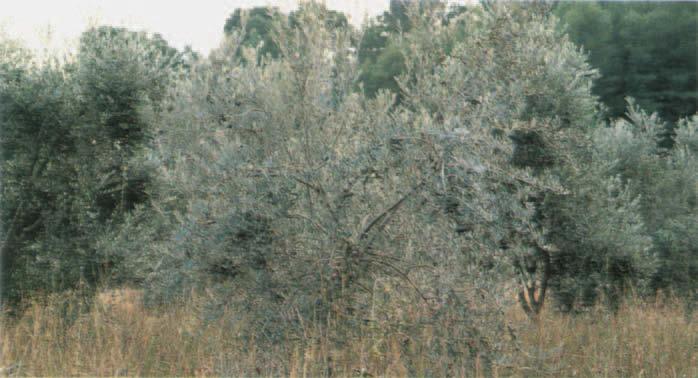 Figure 40 Olympia, olive trees. Photo: Author. and thick short hair growing up from a low brow.