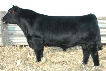 are in productions are standouts in our cowherd Sire: Exar Lutton 1831 AAA# 14819576 Dam: Painview Pride C123 +4 +3.3 +52 +73 +24 +.28 +.30 +38.58 +95.