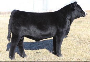 Reference Sires Siveiras Conversion A ong, sound, deep bodied bu that is very functiona WW & YW Epds in the top 1% of the breed His dam, is one of