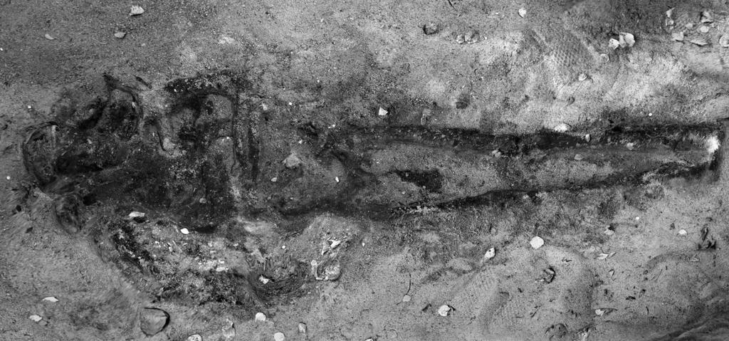 N 25 cm Fig. 5. Grave 3 with the placement of additional human bones indicated with white dashed lines. Photo: J. Ikäheimo. fill of Grave 3 and this may be younger than the inhumation.