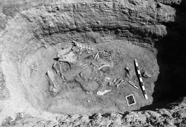176 R.F. FRIEDMAN, W. VAN NEER & V. LINSEELE Fig. 11. The remains of the elephant in situ in Tomb 33.