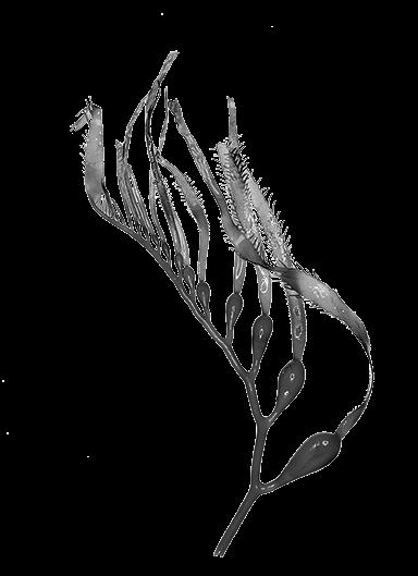 In the hidden depths of the oceans, underwater plants such as red seaweed evolved and developed a unique mechanism