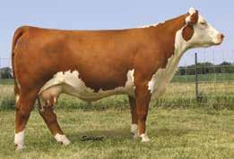 Super long and good necked, square hipped and striking from the profile. Make sure and study what this one has to offer. Lot 8B One of the farm favorites here!