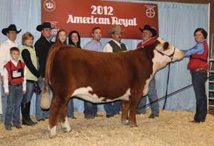 Sired by the past Denver Supreme Champion Bull and out of the powerhouse She s All Good donor that Marie Lock showed to many championships.