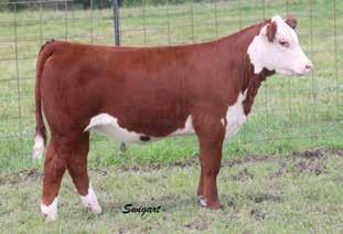 RST Times A Wastin 0124 Sire of Lots 9A-G & 10 BLL LCC Shes All Good 150 Dam of Lots 9A-G & 10 9A 9C LCC 0124 ITS HER TIME 4C ET P43600148 Calved: Feb. 2, 2015 Tattoo: LE 4C Extremely well built!