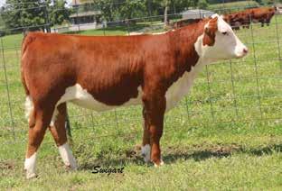 9G LCC 0124 SHES SO FINE 13C ET 43600145 Calved: April 7, 2015 Tattoo: LE 13C The youngest of the offering, but may be