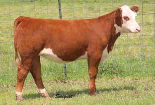 9 (P); WW 60 (P); YW 96 (P); MM 28 (P); M&G 57 The only bull of the mating with enormous upside potential.