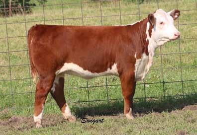 ET Calves 11 LOT 11 CAL LCC Just On My Time 5111 ET AF 122L Vickie 8510 Dam of Lot 11 P43595442 Calved: March 20, 2015 Tattoo: LE 5111 SR CG HARD ROCK 5073 {SOD}{CHB}{DLF,HYF,IEF} DB HARD DRIVE ET RC