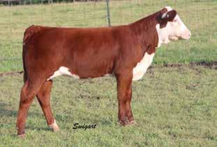 13 CAL LCC 0245 DAISY 5116 ET P43595446 Calved: March 22, 2015 Tattoo: LE 5116 CRR ABOUT TIME 743 {SOD}{CHB}{DLF,HYF,IEF} DKF RO CASH FLOW 0245 ET {CHB}{DLF,HYF,IEF} P43135190 JRR MISS TOBEY 711T