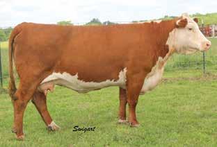 Donor Cows LCC Back N Time ET Full Brother to Lot 18 18 Lot 18 LCC 533P Time to Dance 14X ET LCC 533P TIME TO DANCE 14X ET {DLF,HYF,IEF} P43100036 Calved: March 7, 2010 Tattoo: LE 14X REMITALL ONLINE
