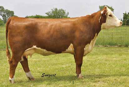 a full sister to LCC Back N Time and one gorgeous momma in production. She s super angular, feminine, good footed and yet still has the power and rib shape to produce the herd bull type.