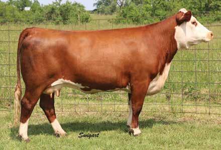 Donor Type Cows Heifer Calf Pairs Lot 20 Goble Miss Carrie 225Z 20 GOBLE MISS CARRIE 225Z P43283106 Calved: Feb.