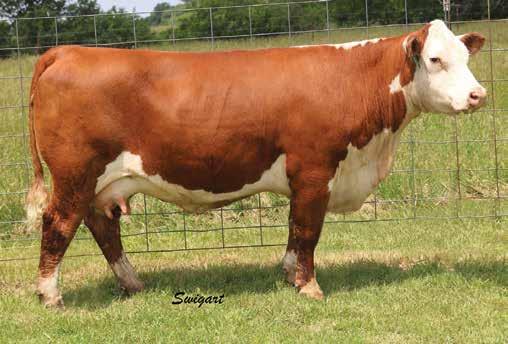 Donor Type Cows Heifer Calf Pairs Lot 21 SRH 122L 60 Line One 1247 ET 21 SRH 122L 60 LINE ONE 1247 ET P43378871 Calved: Oct.