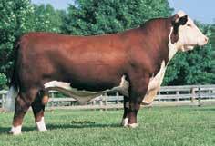 She ll bring instant notoriety from a pedigree standpoint and has the visual attributes to produce cattle that are right for the times. Big League Donor Material.