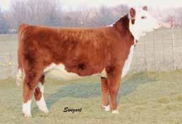 I don t think there would be any arguing if someone offered to give you 50-head like this one to fill up your pasture. Angular, feminine, easy keeping, sound footed and striking to the eye.