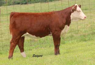 Bred AI April 9, 2015, to Golden Oak Outcross, then pasture exposed to KAR FBF LCC Tebow 33Y until July 1, 2015. LOT 26 Longcores 100W Athena 1322 26A LCC 247Z ATHENA 568 P43592183 Calved: Feb.