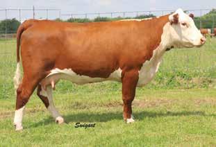 2-Year-Olds Heifer Calf Pairs LOT 28 Bacon Prissie T-Bone 1360 28 BACON PRISSIE T-BONE 1360 P43402637 Calved: Feb.