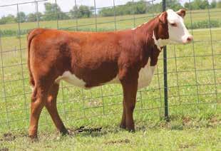 09); M&G 46 A Longdrive female here that is sure to garner some attention. She s a big, stout, long bodied one that is neat uddered.